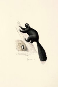 Musta kapusiiniapina (uros) tekijältä Jacques Christophe Werner