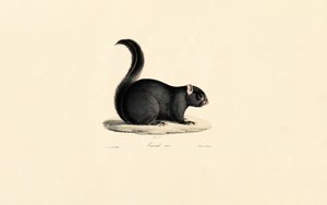 Musta orava tekijältä Jacques Christophe Werner