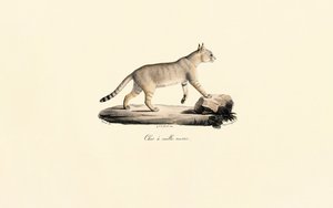 Caracal tekijältä Jacques Christophe Werner