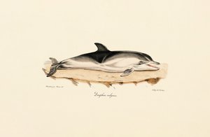 Delfiini tekijältä Jacques Christophe Werner