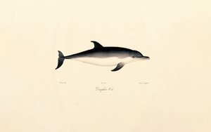 Delfiini tekijältä Jacques Christophe Werner