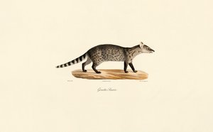 Yhteinen Genet tekijältä Jacques Christophe Werner