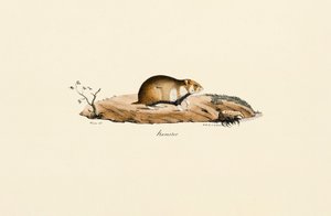Yhteinen hamsteri tekijältä Jacques Christophe Werner
