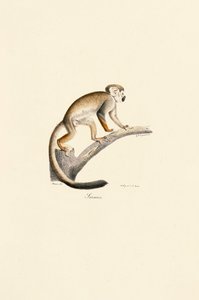  tekijältä Jacques Christophe Werner