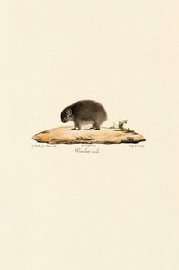 Wombat (uros) tekijältä Jacques Christophe Werner