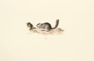 Coypu tekijältä Jacques Christophe Werner