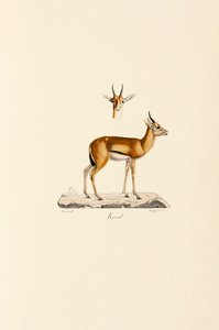 Dorcas Gazelle tekijältä Jacques Christophe Werner