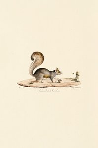 Itäinen harmaa orava tekijältä Jacques Christophe Werner