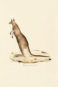 Itäinen harmaa kenguru (naaras) tekijältä Jacques Christophe Werner