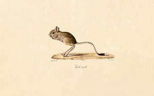Egyptiläinen gerbiili (naaras) tekijältä Jacques Christophe Werner