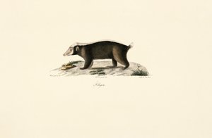 Mäyrä tekijältä Jacques Christophe Werner
