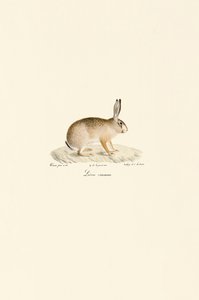 Eurooppalainen jänis tekijältä Jacques Christophe Werner