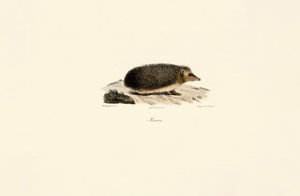  tekijältä Jacques Christophe Werner
