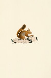 Punainen orava tekijältä Jacques Christophe Werner