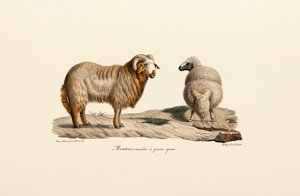 Rasvahäntäinen lammas tekijältä Jacques Christophe Werner