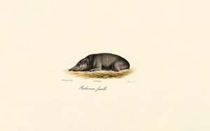Nainen Babirusa tekijältä Jacques Christophe Werner