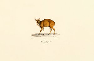 Naaras Muntjac tekijältä Jacques Christophe Werner