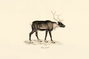  tekijältä Jacques Christophe Werner