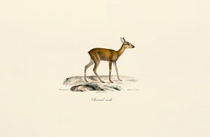 Naaraspuolinen metsäkauris tekijältä Jacques Christophe Werner
