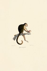  tekijältä Jacques Christophe Werner