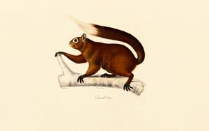  tekijältä Jacques Christophe Werner