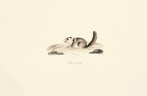 Gambian auringon orava tekijältä Jacques Christophe Werner