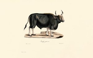 Gaur Mies tekijältä Jacques Christophe Werner