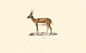 Goitered Gazelle tekijältä Jacques Christophe Werner