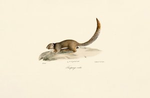 Kultainen maaorava (uros) tekijältä Jacques Christophe Werner