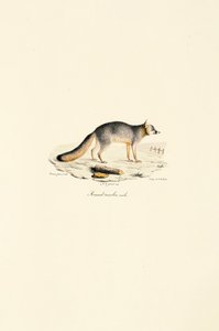 Harmaakettu Uros (Urocyon cinereoargenteus) tekijältä Jacques Christophe Werner