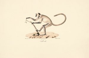 Harmaa Hanuman Langur tekijältä Jacques Christophe Werner