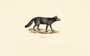Harmaa Meerkatti tekijältä Jacques Christophe Werner
