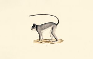 Hanuman Langur tekijältä Jacques Christophe Werner