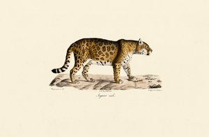 Jaguaari (uros) sivukuvassa tekijältä Jacques Christophe Werner