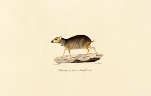 Javan-hiirihirvi (uros) tekijältä Jacques Christophe Werner