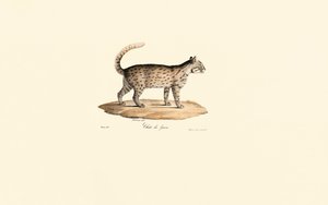 Leopardikissa (Prionailurus bengalensis) tekijältä Jacques Christophe Werner