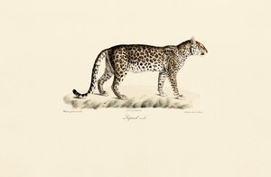 Leopardi, uros tekijältä Jacques Christophe Werner