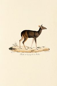 Malaijipeura Kauris tekijältä Jacques Christophe Werner