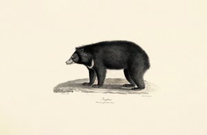 Malesialainen aurinkokarhu tekijältä Jacques Christophe Werner