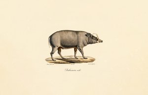 Mies Babirusa tekijältä Jacques Christophe Werner