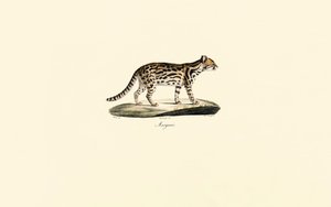 Margay tekijältä Jacques Christophe Werner