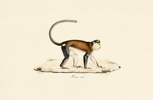Mona Monkey tekijältä Jacques Christophe Werner