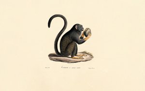Mona Monkey hedelmien kanssa tekijältä Jacques Christophe Werner