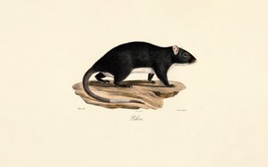 Muskrat tekijältä Jacques Christophe Werner