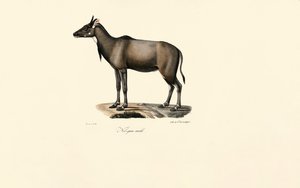 Nilgai-antilooppi (Nilgai, uros) tekijältä Jacques Christophe Werner