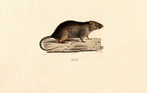 Tyynenmeren rotta tekijältä Jacques Christophe Werner