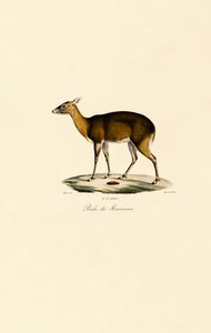 Filippiinien täplikäs peura (Visayan Spotted Deer) tekijältä Jacques Christophe Werner