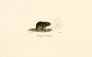 Preeriamyyrä (Meadow vole) tekijältä Jacques Christophe Werner