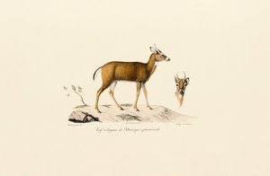 Pronghorn-antilooppi tekijältä Jacques Christophe Werner