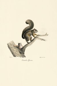 Pyreneiden orava ja poikaset tekijältä Jacques Christophe Werner